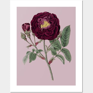 Burgundy Rose Flower Vintage Botanical Illustration Posters and Art